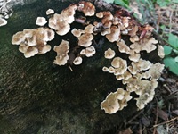 Runzeliger Schichtpilz - Bild von schräg oben. Der Runzelige Schichtpilz bildet kleinere Fruchtkörper aus mit teilweise abstehendem Rand. Die Fruchtkörper können dabei zusammenwachsend sein und hierbei dann deutlich größere Flächen erzeugen. 